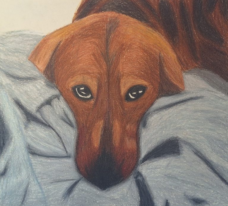 Resting Pup