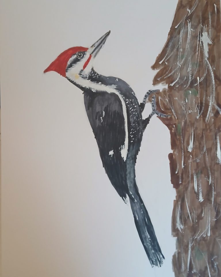 Pileated Woodpecker